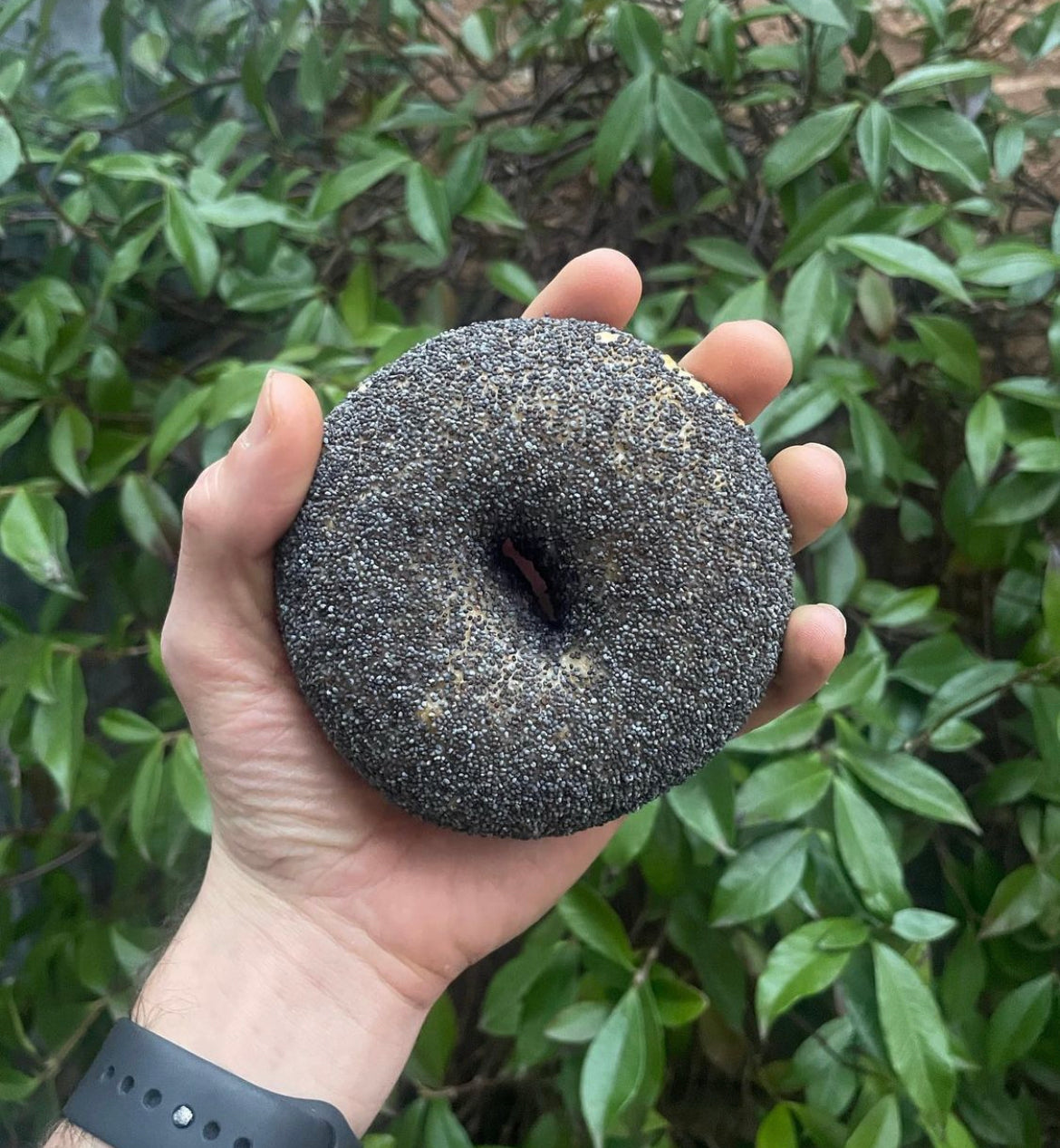 Poppyseed Bagels